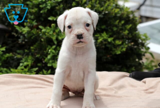 Reeses Boxer image
