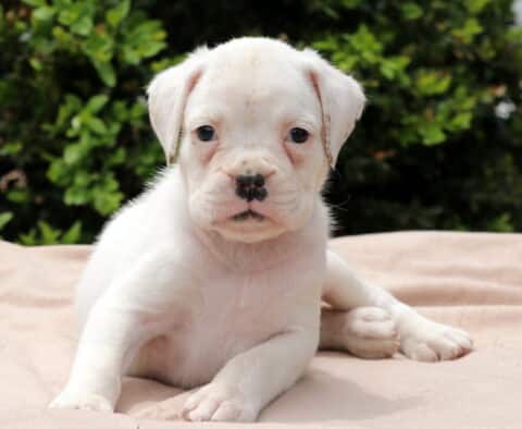 Reeses Boxer2