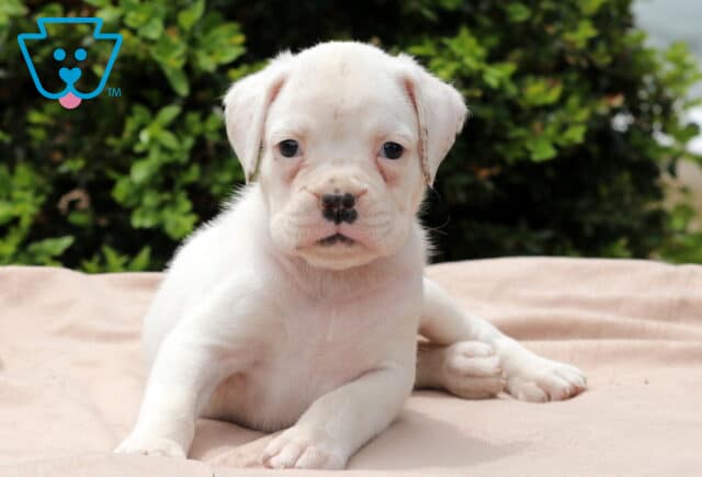 Reeses Boxer2 image