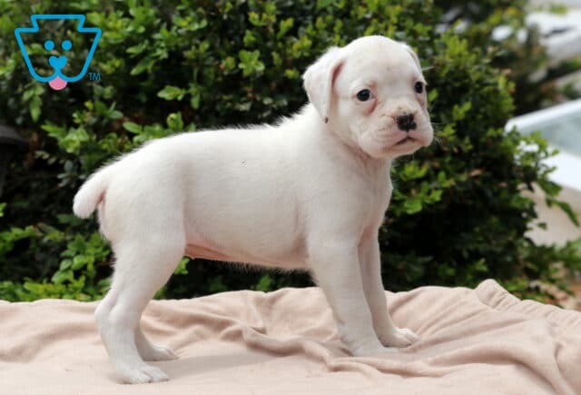Reeses Boxer3 image