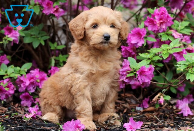 Reeses Mini GOldendoodle image