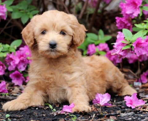 Reeses Mini GOldendoodle2