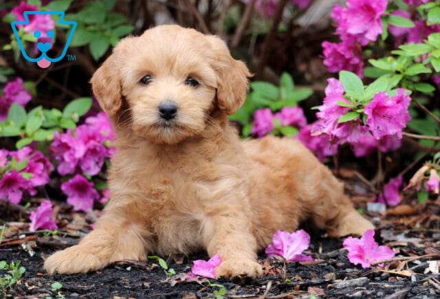 Reeses Mini GOldendoodle2 image