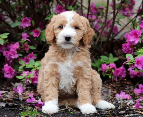 Renee Mini Goldendodole