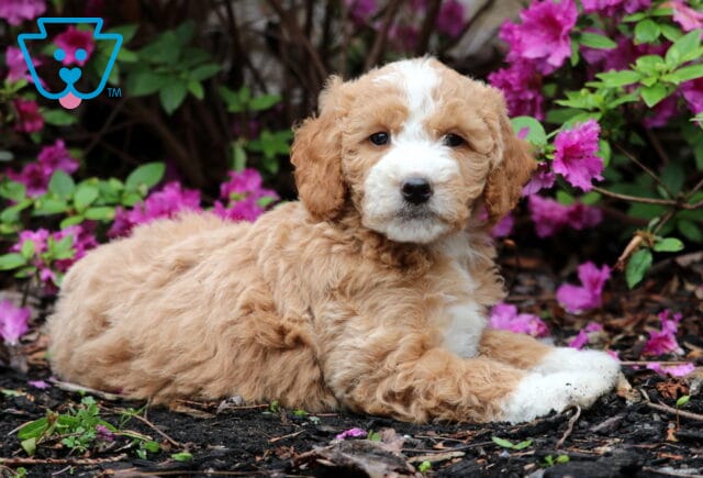 Renee Mini Goldendodole2 image