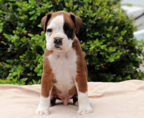 Adorable Boxer puppy with a brown and white coat and a distinctive black patch over one eye, sitting on a light blanket with green shrubs and rooftops in the background.