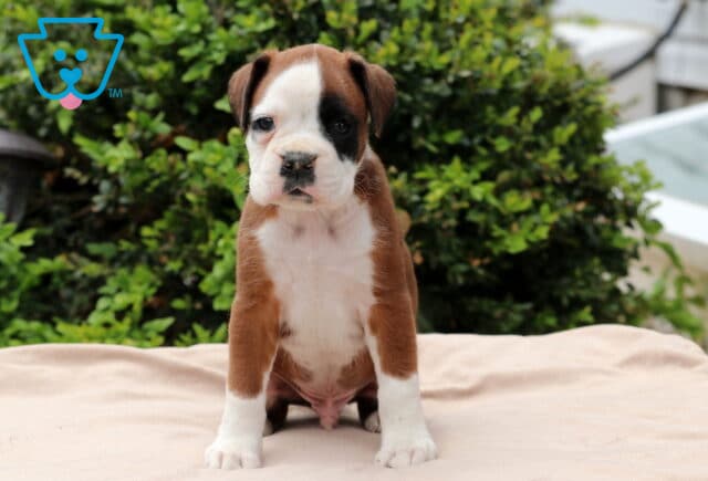Rocket Boxer image