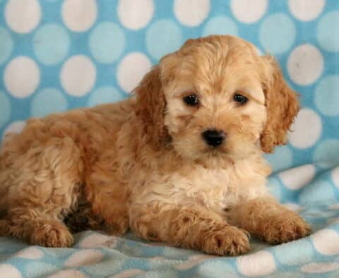 Rocky COckapoo