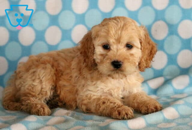 Tyson Cockapoo image