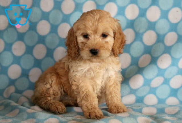 Tyson Cockapoo2 image
