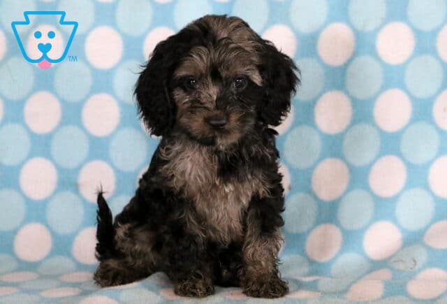 Tucker Cockapoo image