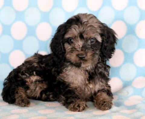 Rolo Cockapoo2