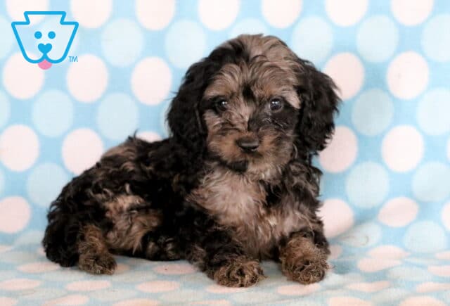 Tucker Cockapoo2 image