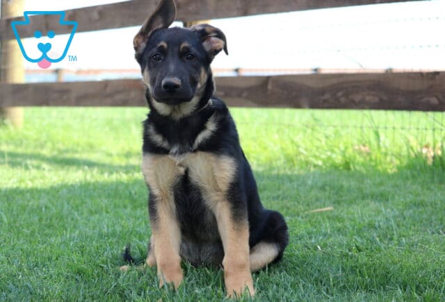German Shepherd puppy sitting upright on green grass with one ear flopped and the other standing, in front of a wooden fence on a sunny day. image