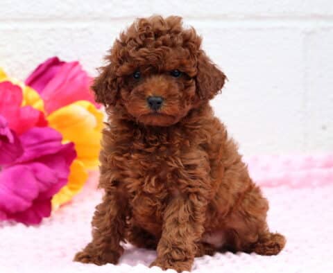 Rolo Toy Poodle