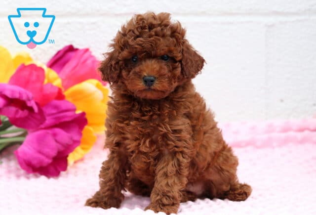 Rolo Toy Poodle image