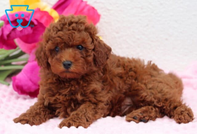 Rolo Toy Poodle2 image