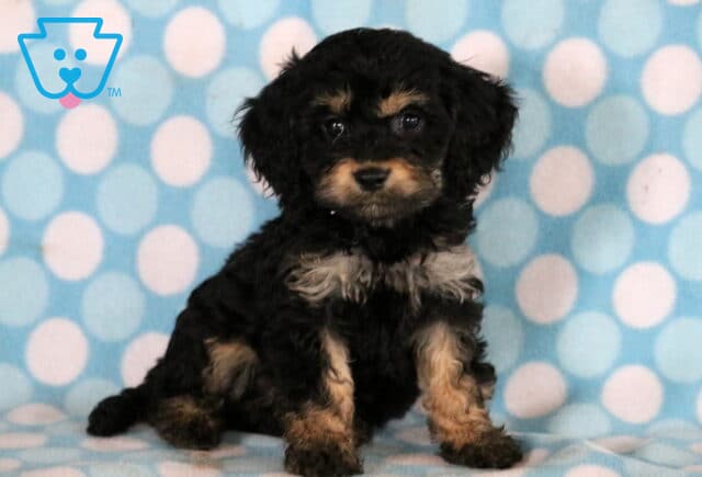 Thunder Cockapoo image
