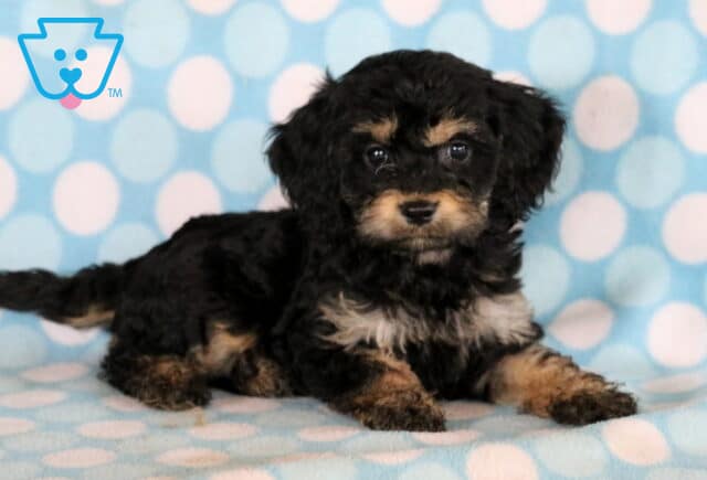 Thunder Cockapoo2 image