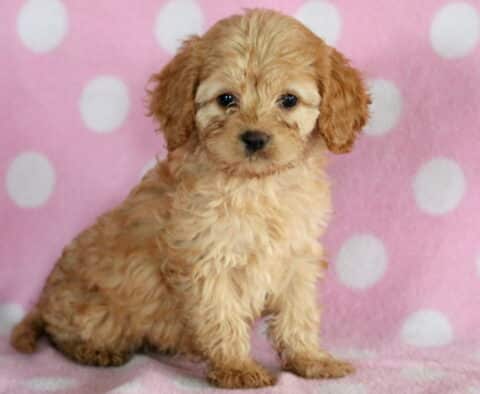 Rose Cockapoo