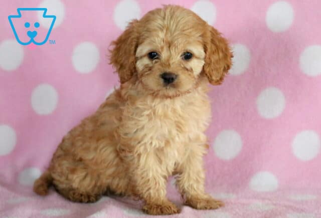 Tori Cockapoo image