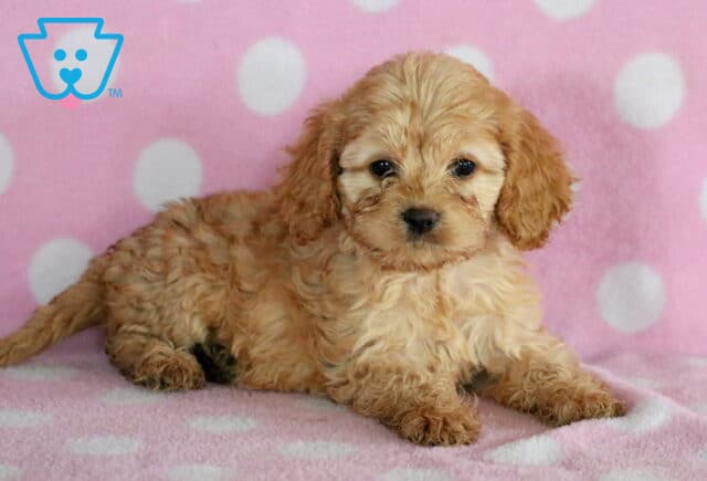 Tori Cockapoo2 image
