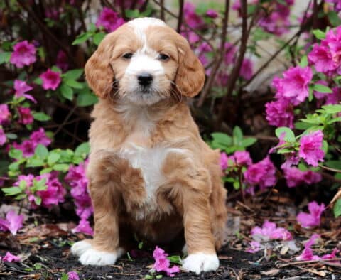 Rose Mini Goldendoodle