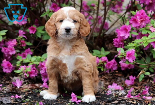 Rose Mini Goldendoodle image