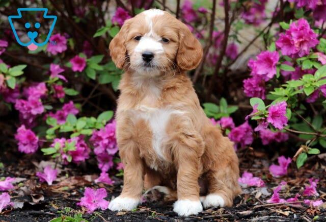 Rose Mini Goldendoodle2 image