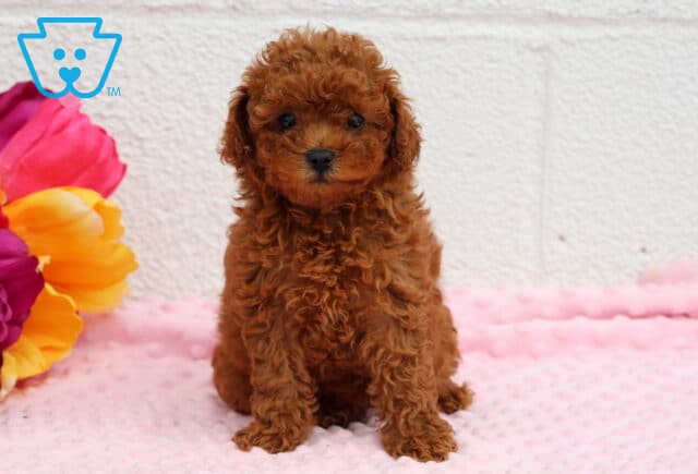 Rosie Toy Poodle image