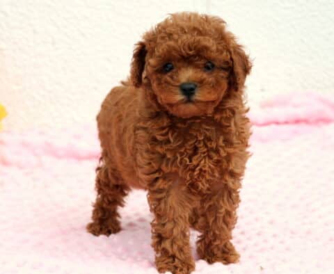 Rosie Toy Poodle2
