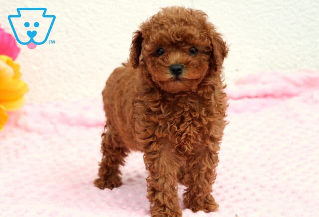 Rosie Toy Poodle2 image
