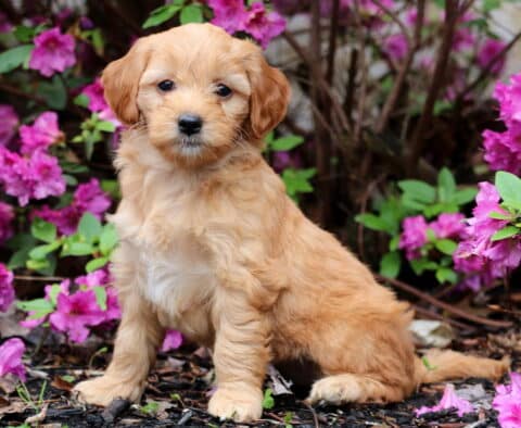 Ruby Mini Goldendoodle