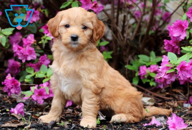 Golden Mini Goldendoodle puppy standing on mulch with bright pink azaleas in full bloom behind, gazing sweetly at the camera. image