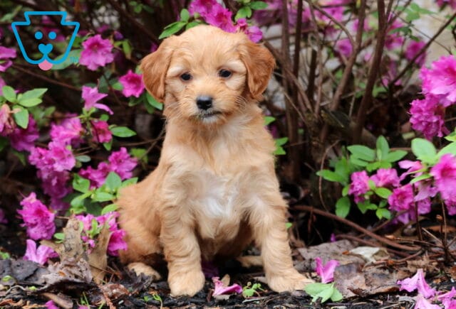 Golden Mini Goldendoodle puppy sitting on a bed of leaves and mulch, framed by vivid pink azalea blooms and green foliage. image
