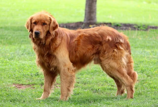 Rusty Golden Retriever Joseph Smoker image