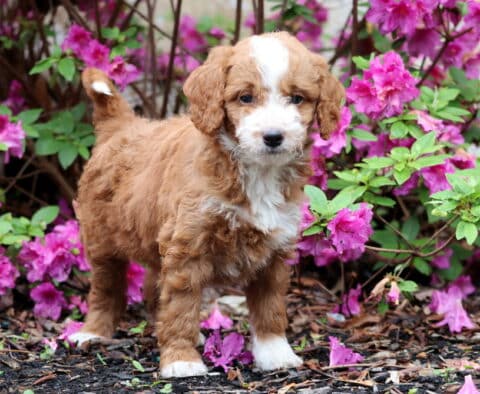 Rusty Mini GOldendoodle