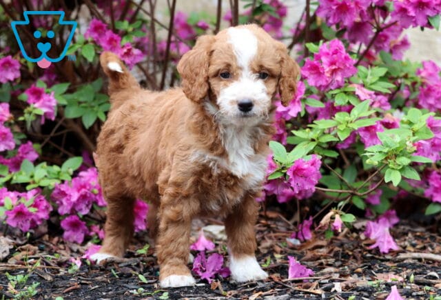 Rusty Mini GOldendoodle image