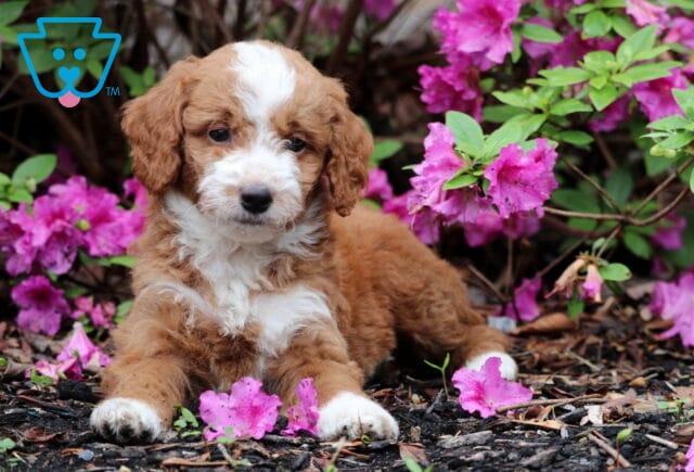 Rusty Mini GOldendoodle2 image