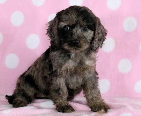 Rylie Cockapoo