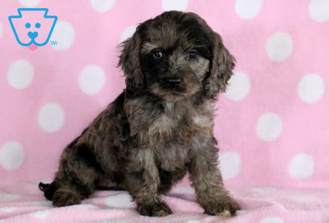 Tilly Cockapoo image