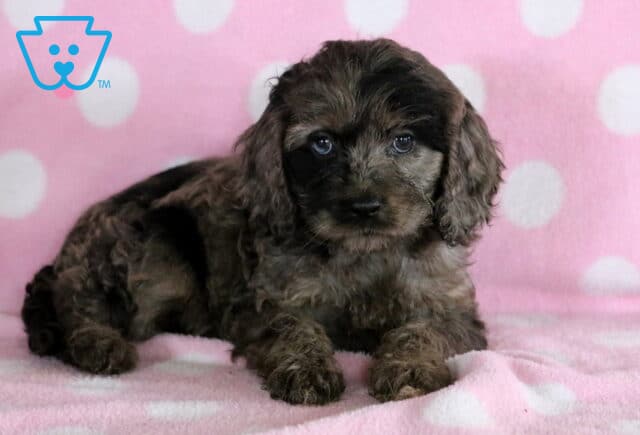 Tilly Cockapoo2 image