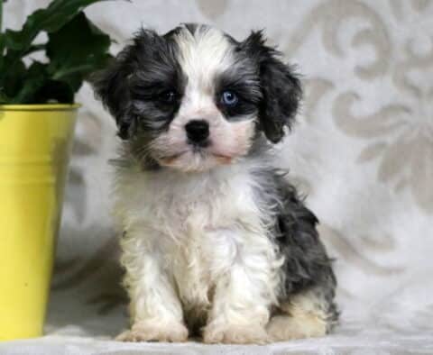 Fluffy black and white Cavapoo puppy with striking blue eyes sitting beside a yellow flower pot, looking curiously at the camera with a soft background.