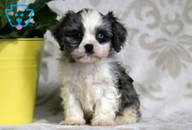Fluffy black and white Cavapoo puppy with striking blue eyes sitting beside a yellow flower pot, looking curiously at the camera with a soft background. image