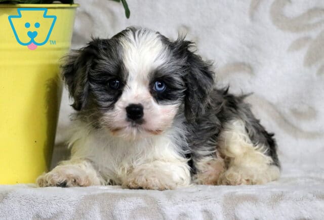 Curly black and white Cavapoo puppy lying down beside a yellow flower pot, gazing softly at the camera with gentle blue eyes and a plush coat. image