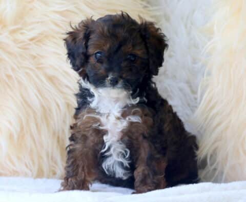 Dark brown and black Cavapoo puppy with a white chest and curly fur sitting on a soft white blanket, backed by a fluffy cream faux fur backdrop.