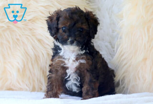 Dark brown and black Cavapoo puppy with a white chest and curly fur sitting on a soft white blanket, backed by a fluffy cream faux fur backdrop. image
