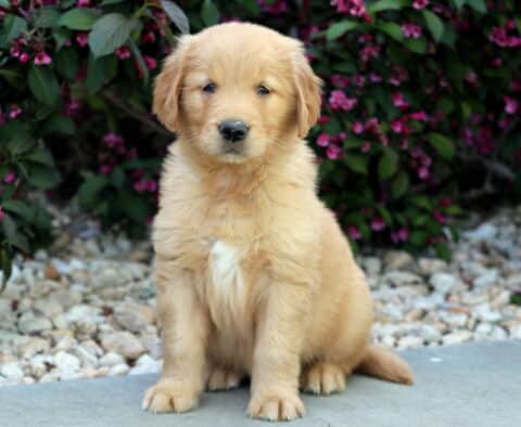 Fluffy Golden Retriever puppy sitting on a concrete path with white stones and pink flowers in the background, looking calmly at the camera.