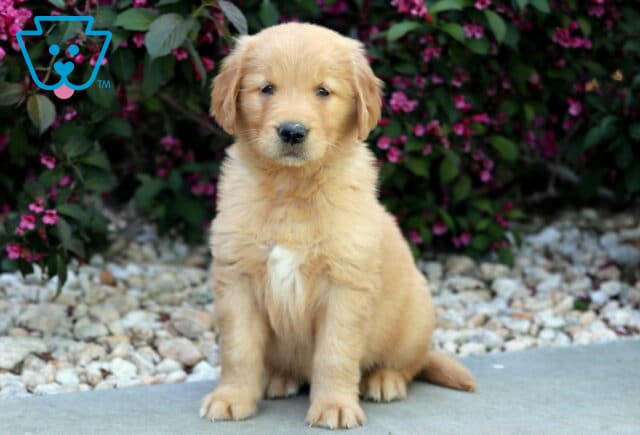 Fluffy Golden Retriever puppy sitting on a concrete path with white stones and pink flowers in the background, looking calmly at the camera. image