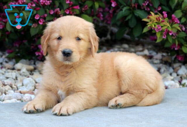 Golden Retriever puppy lying down on a stone path with soft fur and a relaxed expression, surrounded by blooming pink flowers and green foliage. image